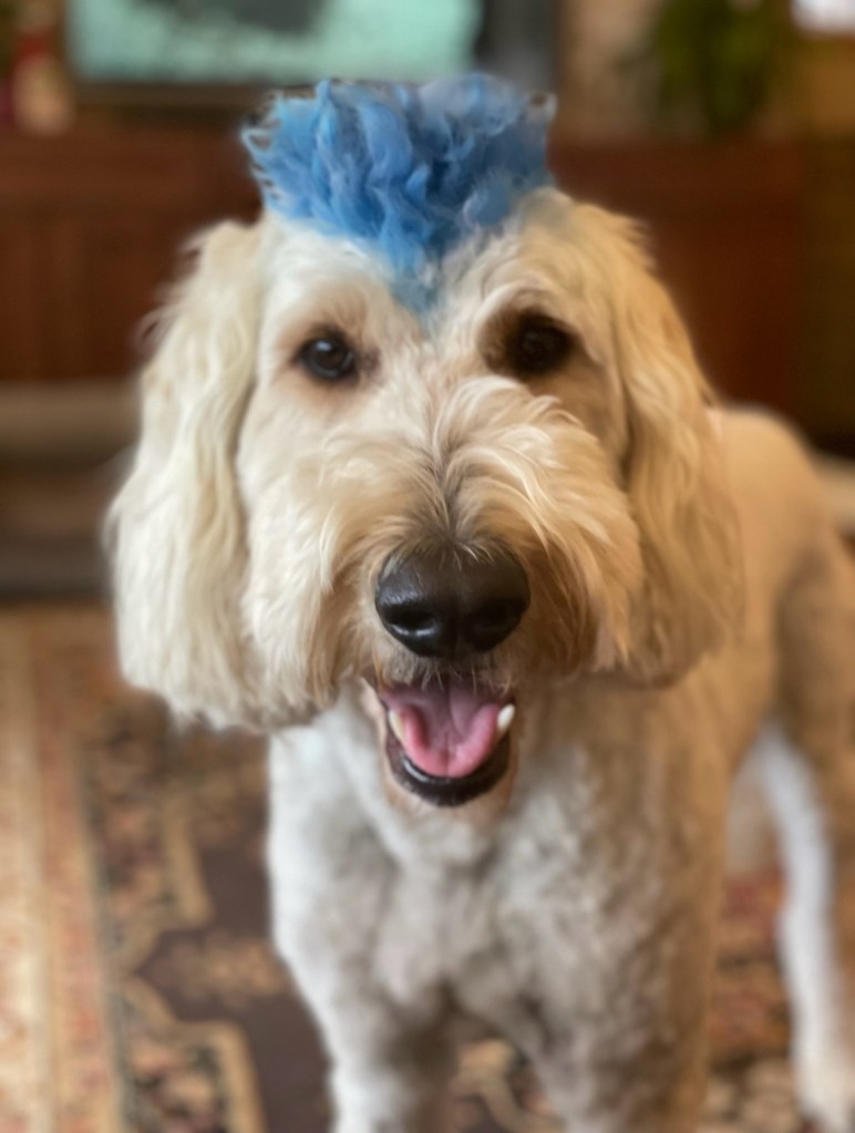 Bentley is our coolest doodle, and has the hair to match the personality. (Also it helps us tell him apart from his littermate Cooper, who visits often.)
