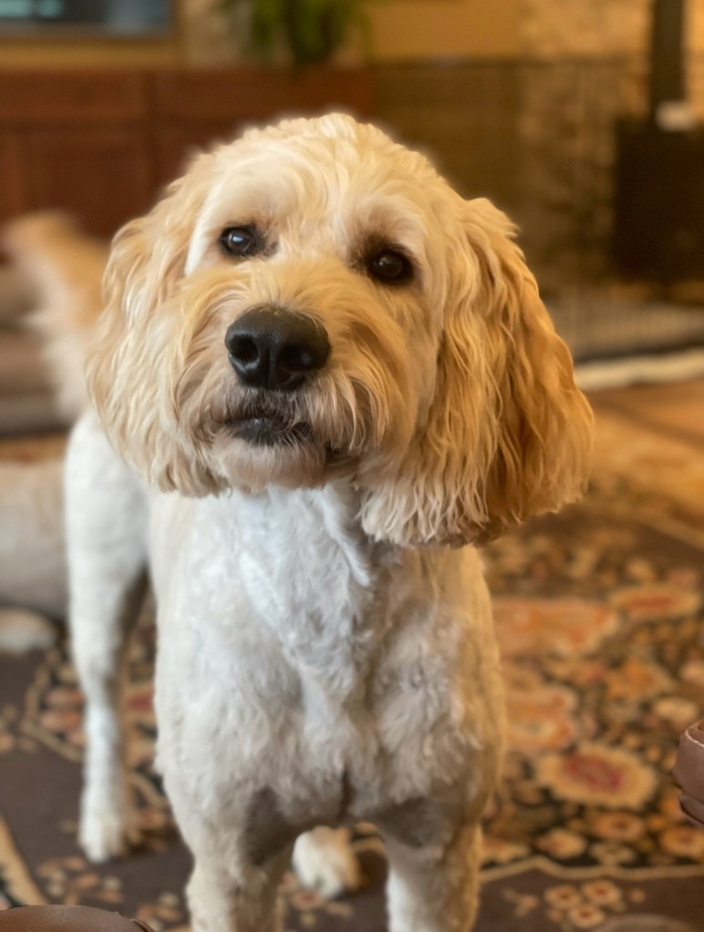 Allie Maisy Figaro is the Queen of the house! If you are doing it wrong you'll know because she will disapprove.