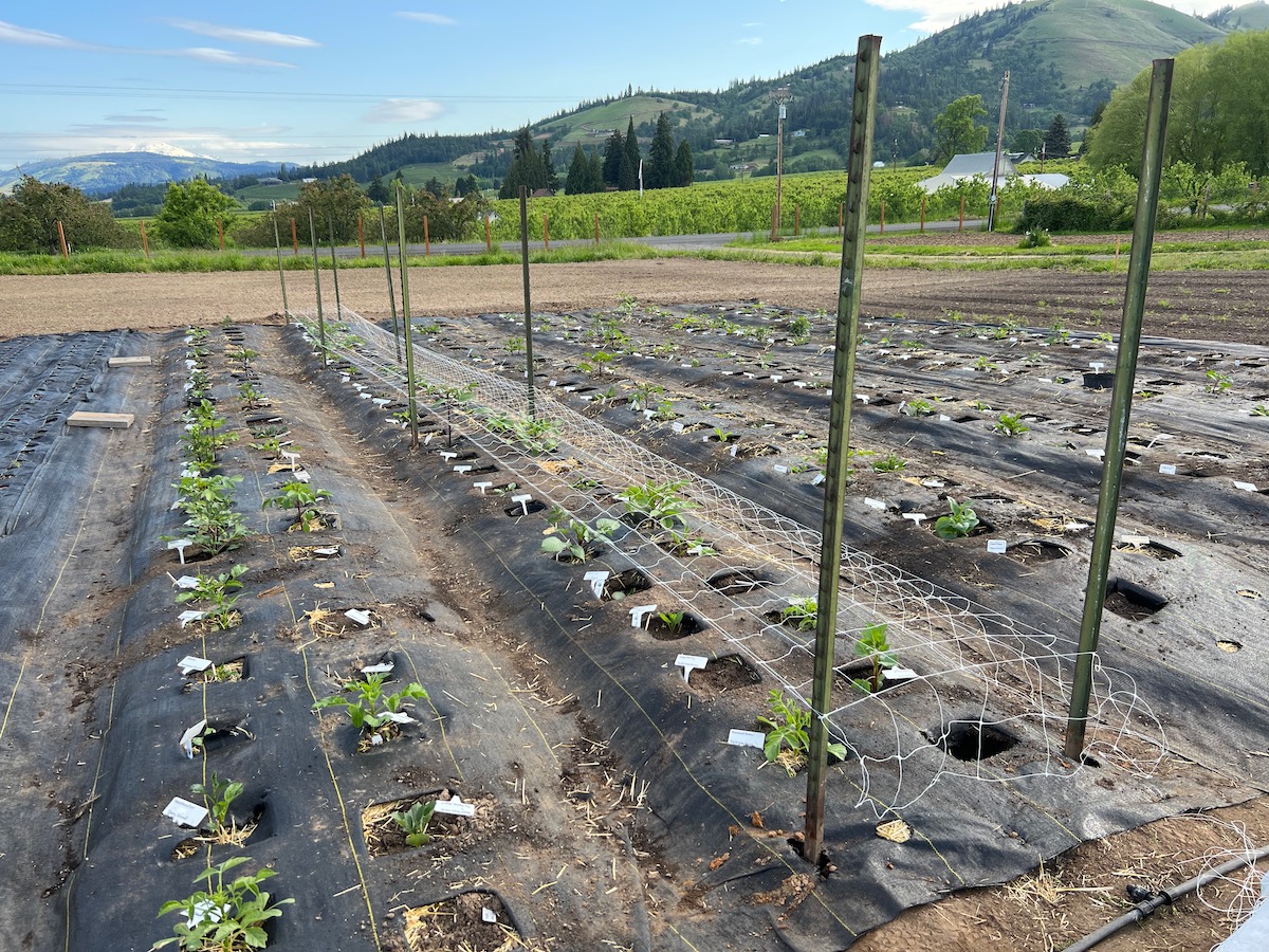 Our Rainbow Rows are Planted! – Wishful Thinking Farm